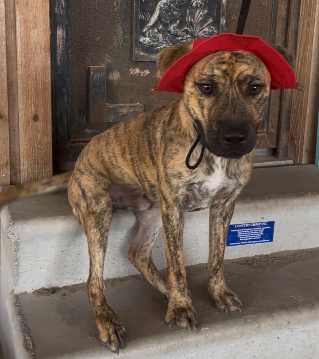 Enlarge Parker, a Adopted mixed breed in BALTIMORE, MD image 2/6