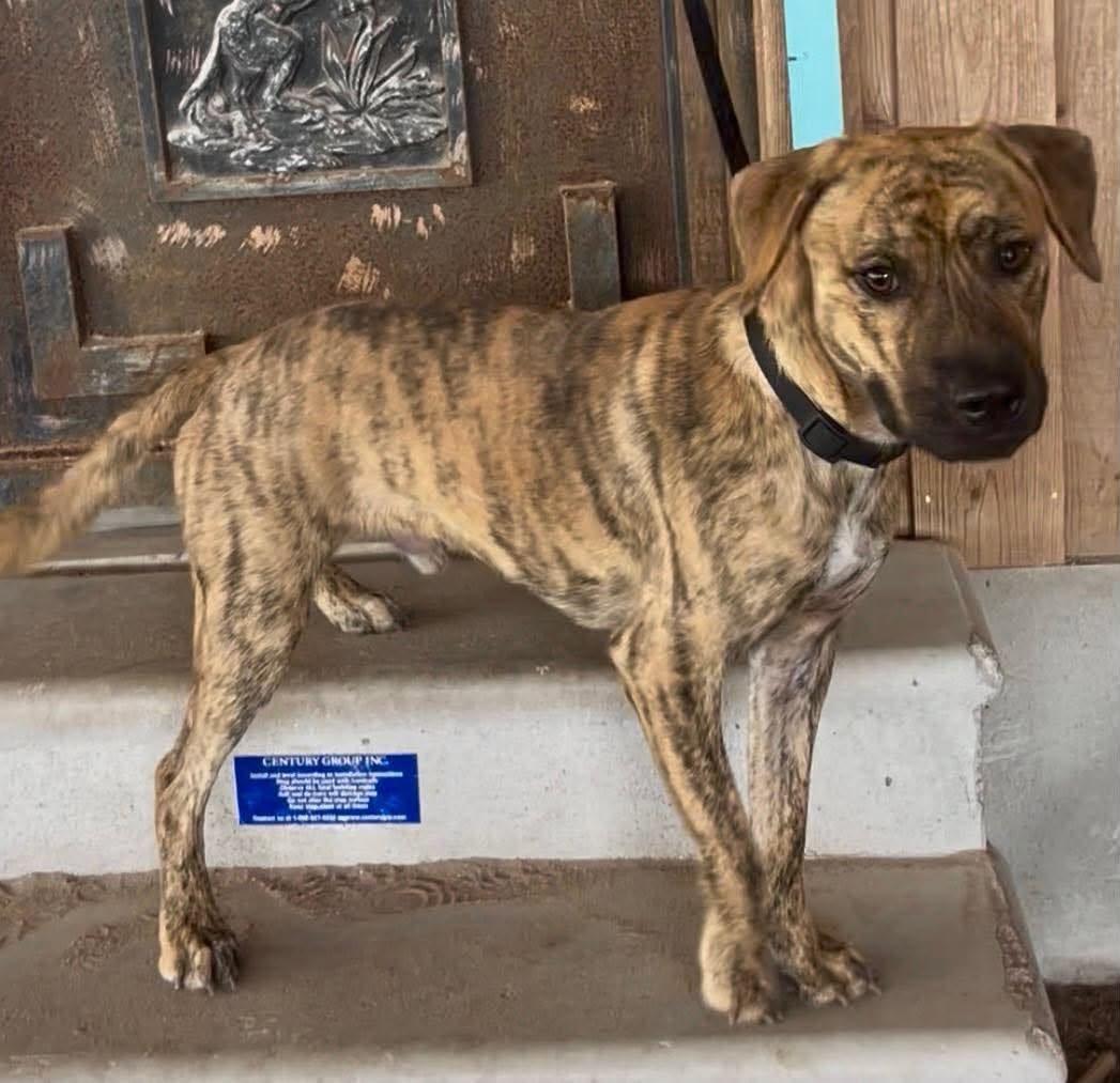 Enlarge Parker, a Adopted mixed breed in BALTIMORE, MD image 3/6