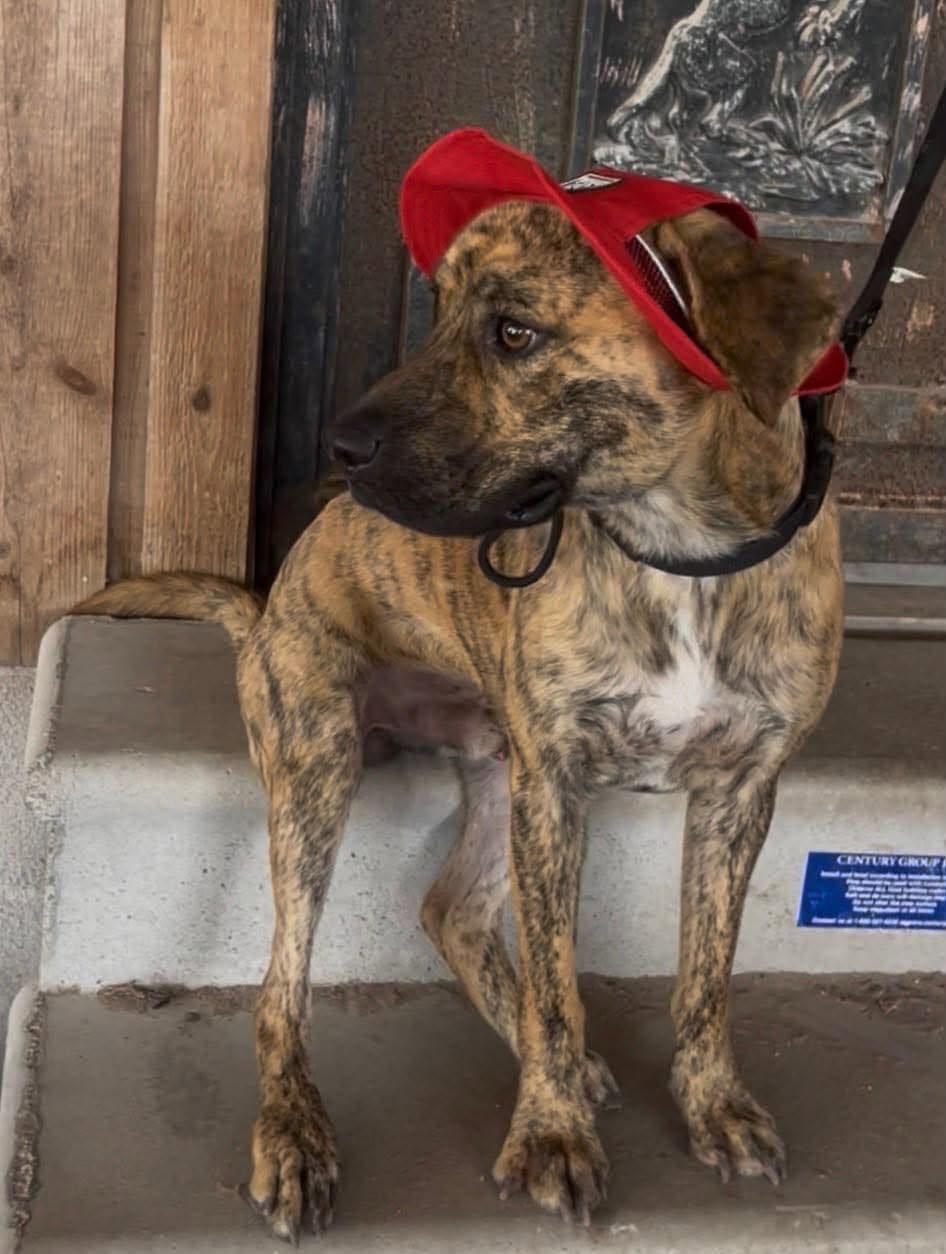 Enlarge Parker, a Adopted mixed breed in BALTIMORE, MD image 4/6