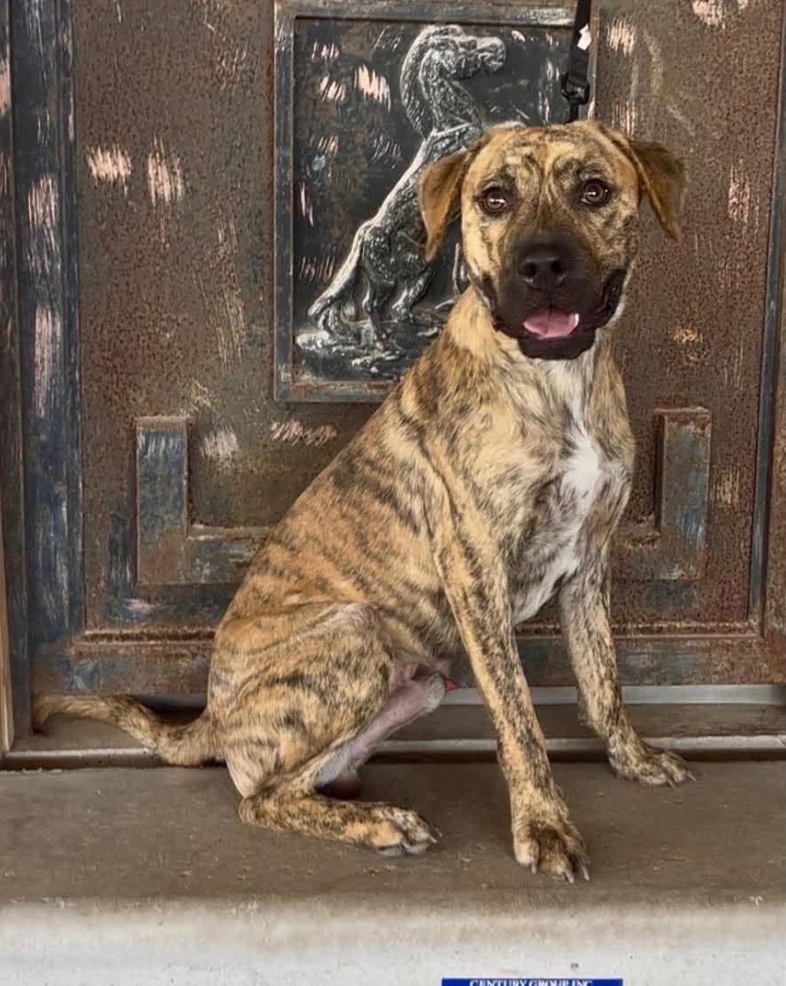 Parker, Adopted, Young Male Plott Hound.