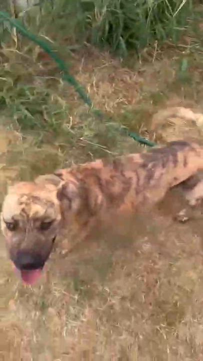Enlarge Parker, a Adopted mixed breed in BALTIMORE, MD video 6/6