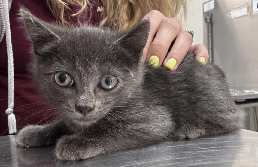 Enlarge ROGAN, a Adoptable Domestic Short Hair in Salisbury, NC image 1/1