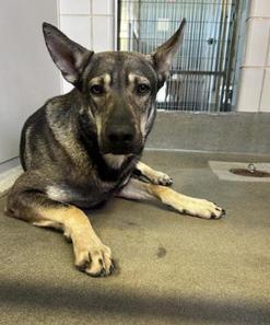 Kano, Adoptable, Adult Male German Shepherd Dog.