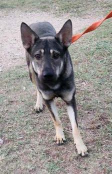 Kano, a Adoptable German Shepherd Dog in Round Rock, TX image 2/3