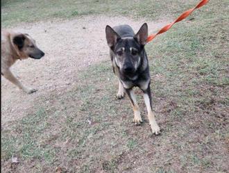 Kano, a Adoptable German Shepherd Dog in Round Rock, TX image 3/3