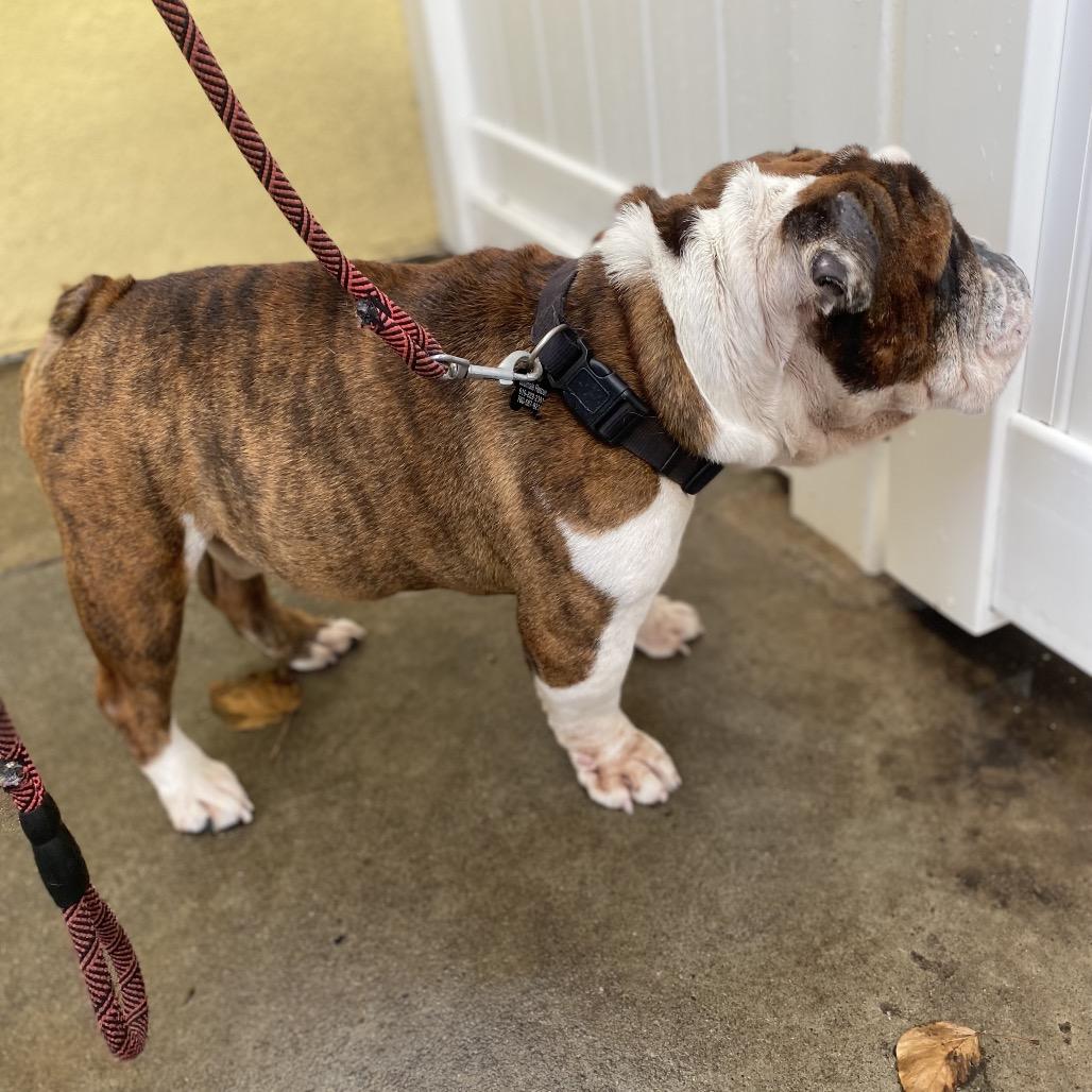 Buster, Adoptable, Senior Male English Bulldog.