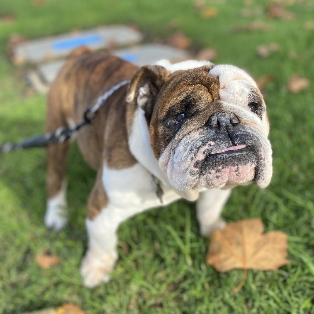 Enlarge Buster, a Adoptable English Bulldog in Escondido, CA image 3/6