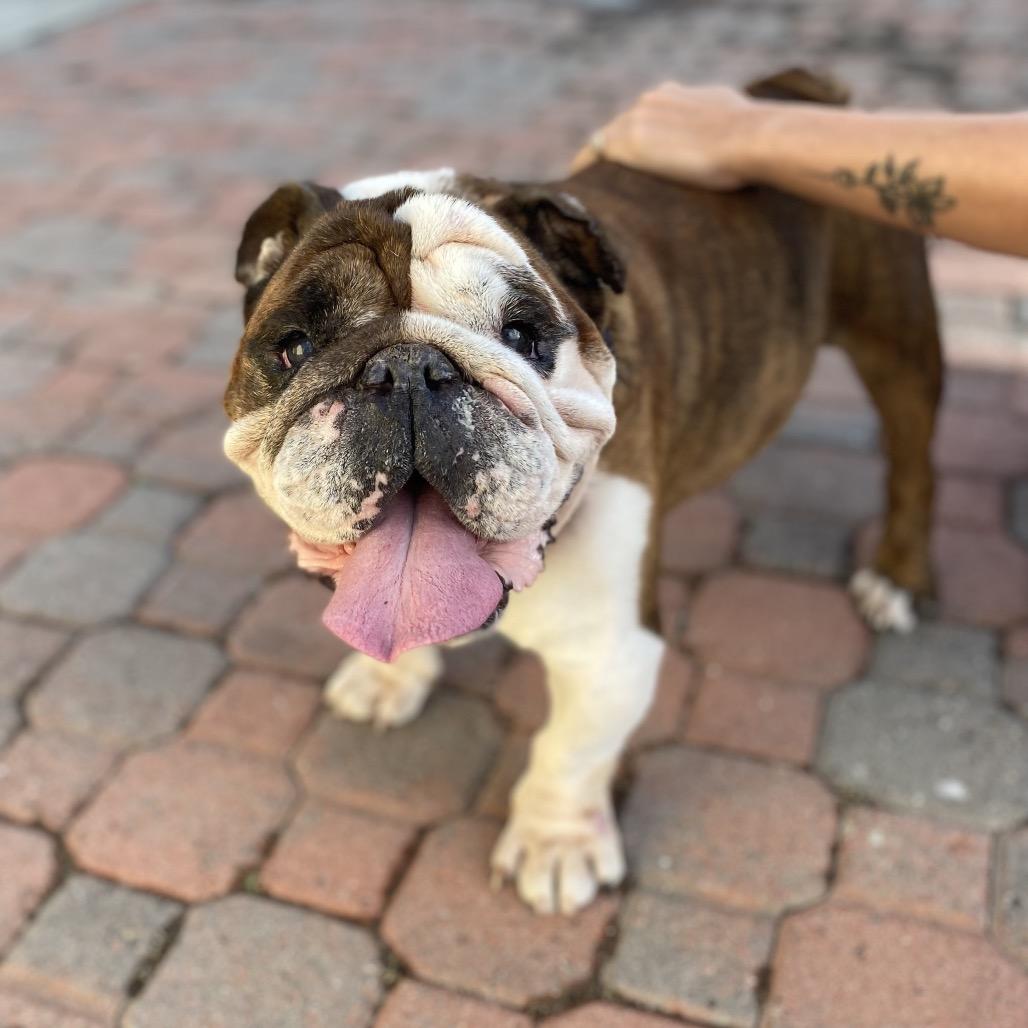 Enlarge Buster, a Adoptable English Bulldog in Escondido, CA image 5/6