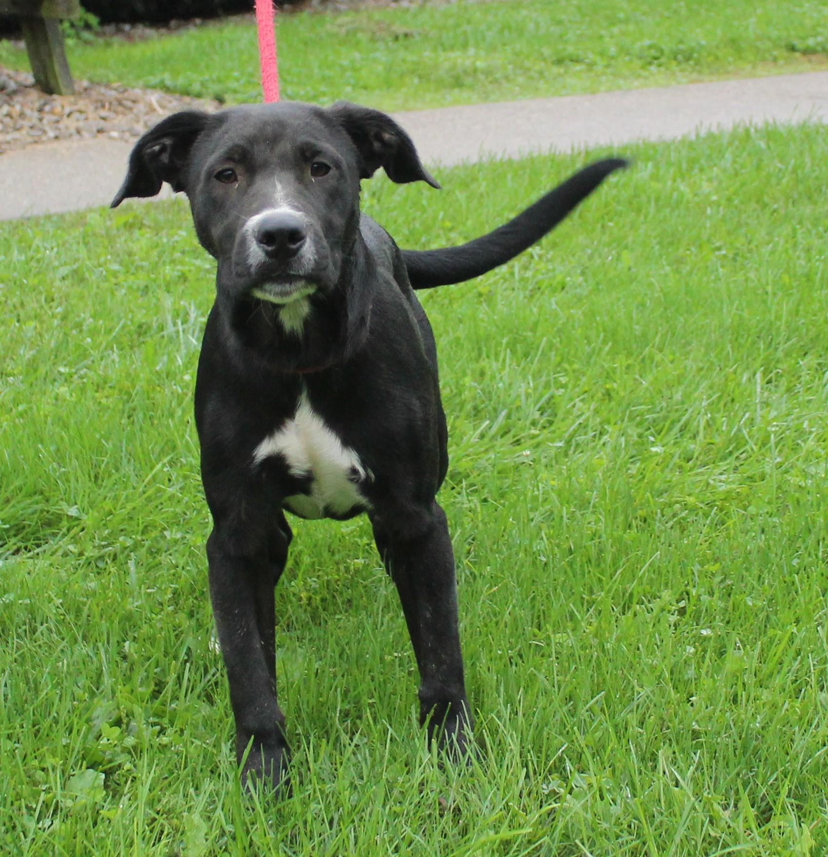 Pickles (12319), Adoptable, Young Male Labrador Retriever.