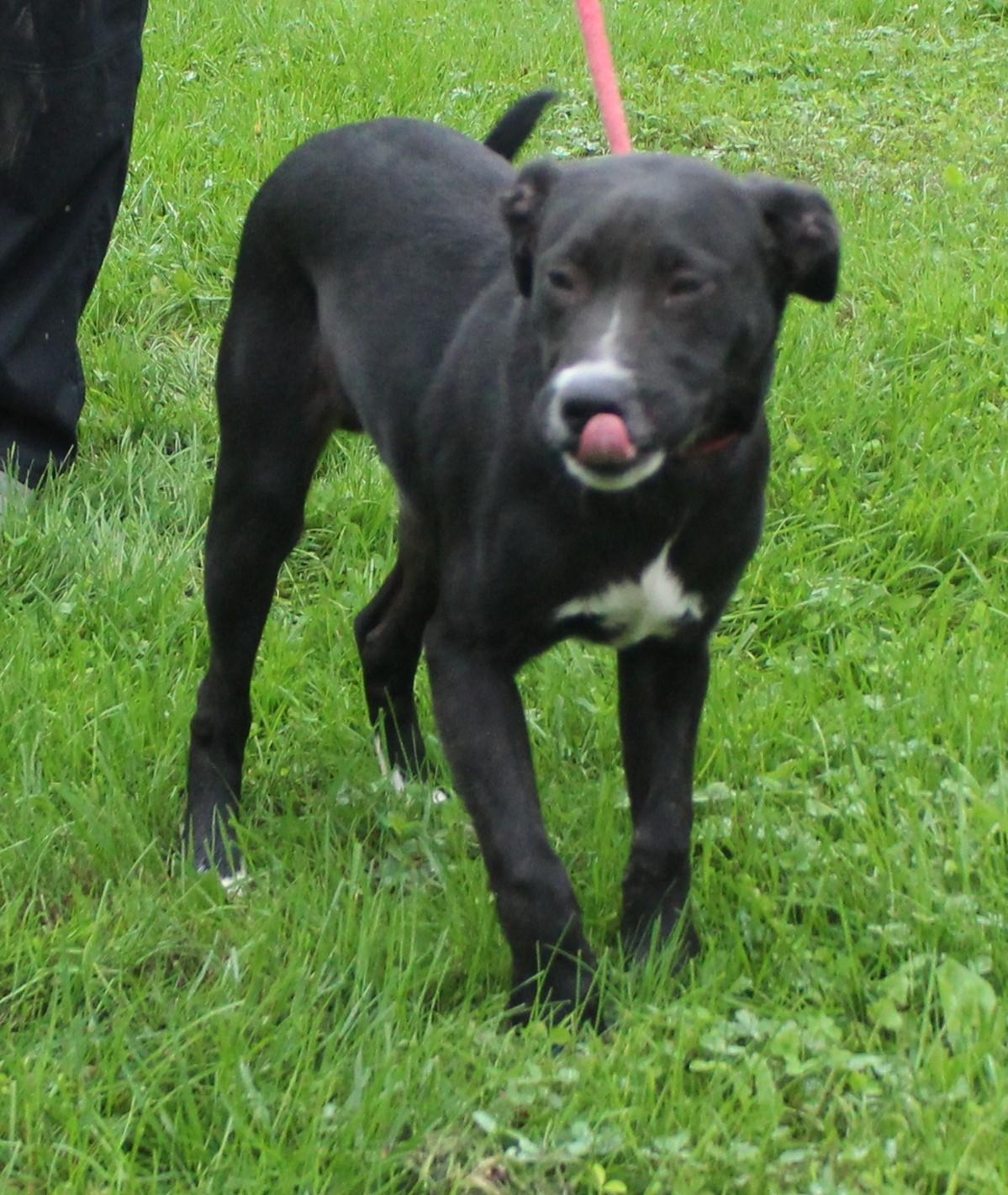 Enlarge Pickles (12319), a Adoptable mixed breed in Heath, OH image 2/2