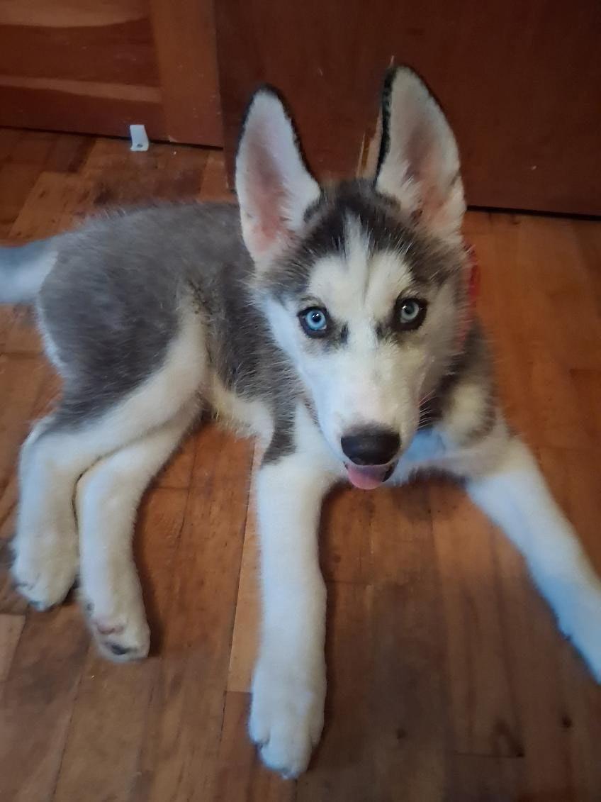 Zuko, adopted, Puppy Male Siberian Husky.