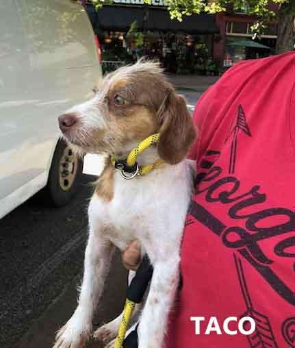 Taco, an adopted mixed breed in Washington, GA image 2/4