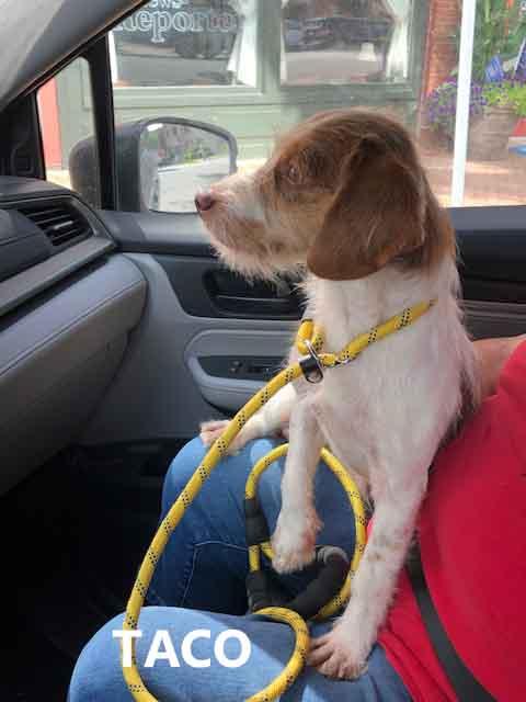 Taco, an adopted mixed breed in Washington, GA image 4/4
