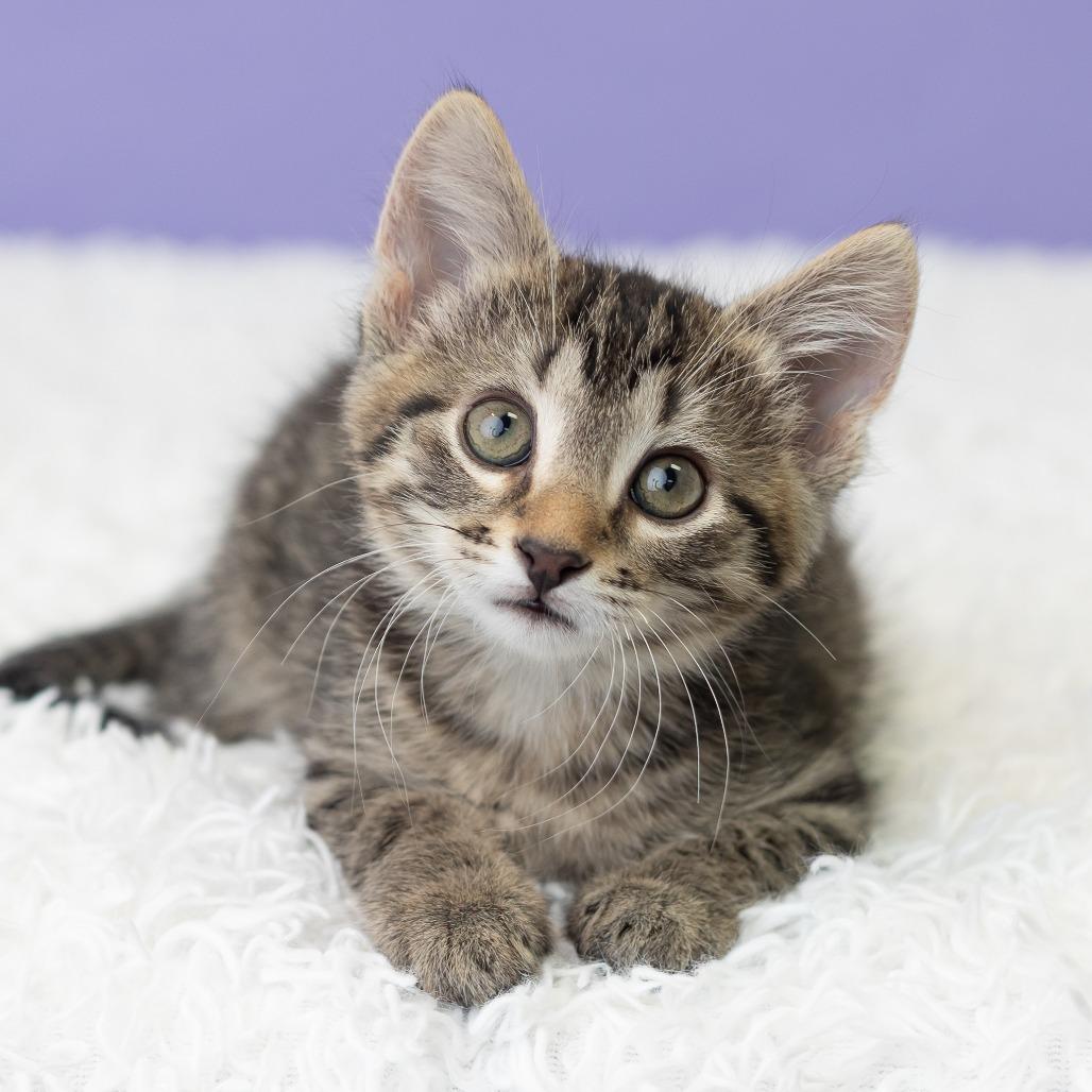 Keewee, Adoptable, Kitten Female Domestic Short Hair.