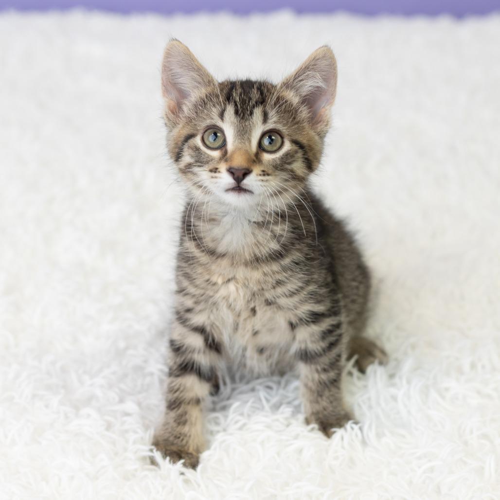Keewee, a Adoptable Domestic Short Hair in St. Paul, MN image 2/6