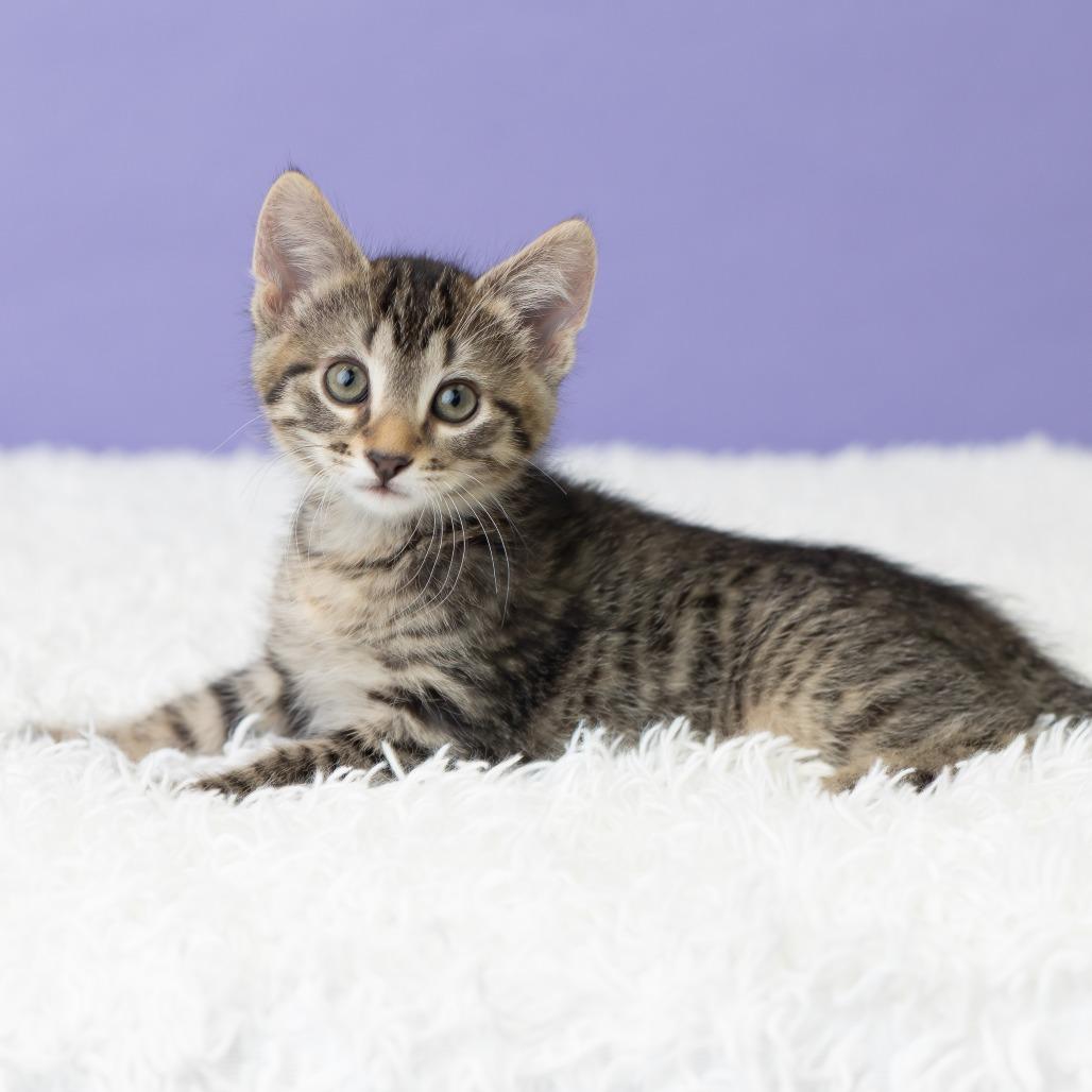 Keewee, a Adoptable Domestic Short Hair in St. Paul, MN image 3/6