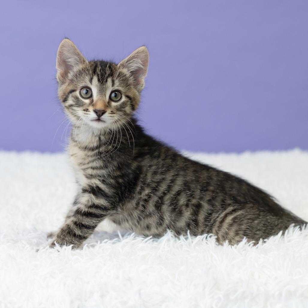 Keewee, a Adoptable Domestic Short Hair in St. Paul, MN image 4/6