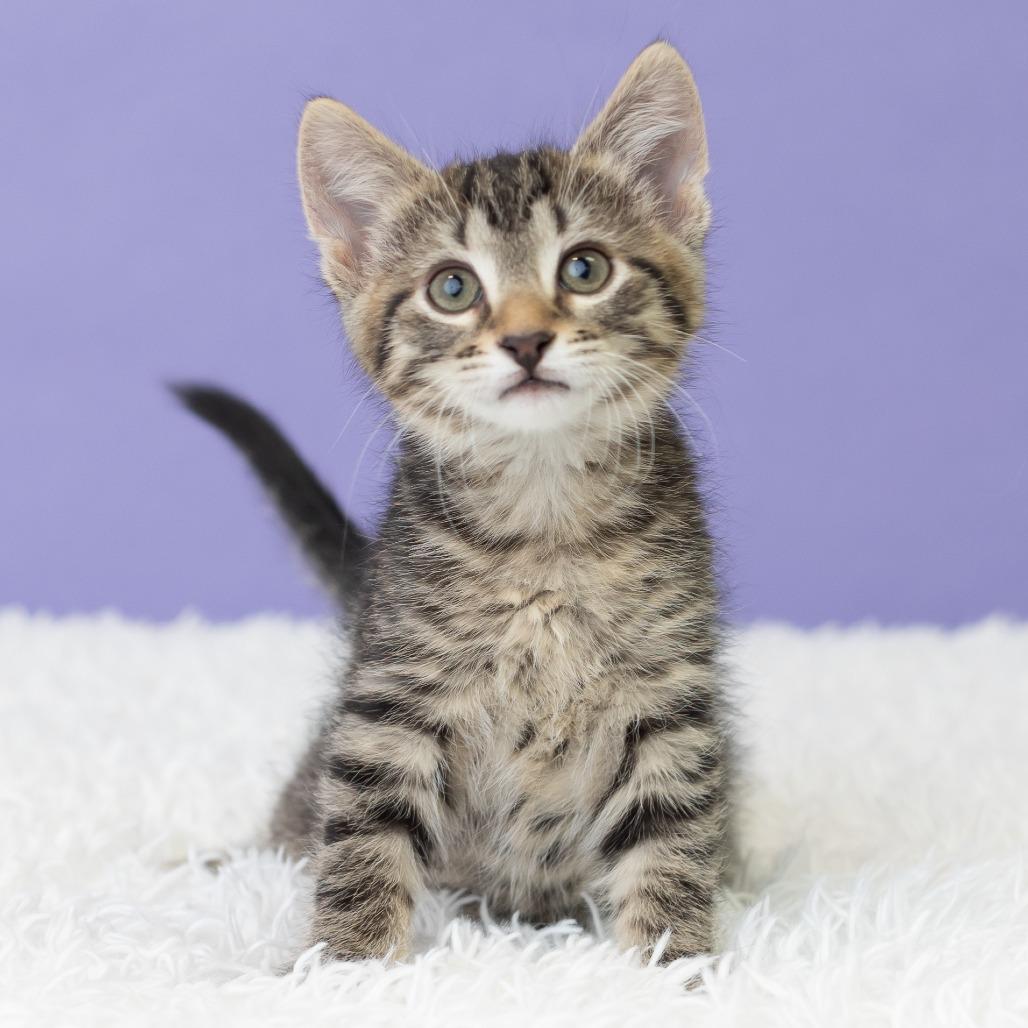 Keewee, a Adoptable Domestic Short Hair in St. Paul, MN image 5/6