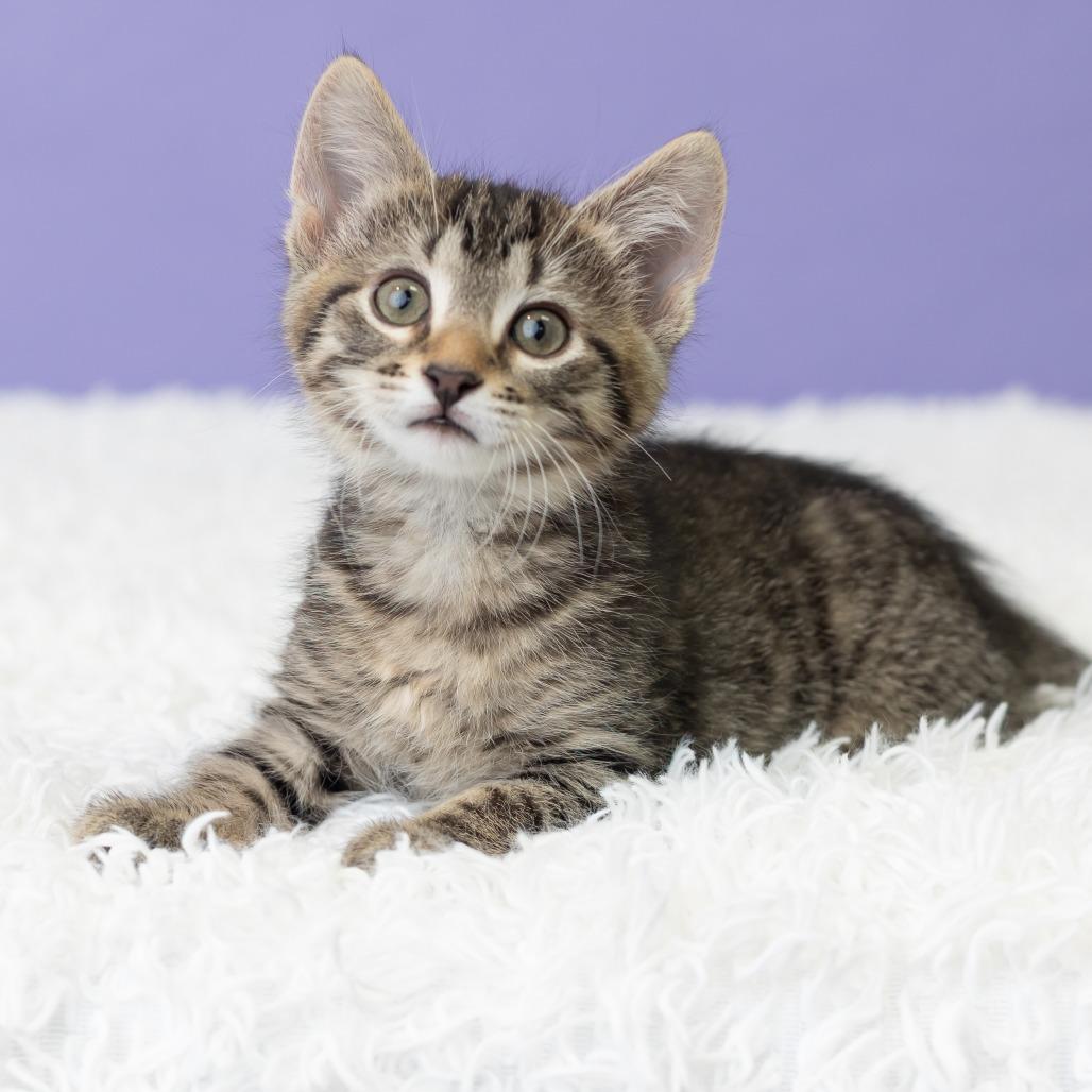 Keewee, a Adoptable Domestic Short Hair in St. Paul, MN image 6/6