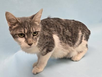Luna, Adoptable, Adult Female Domestic Short Hair & Domestic Short Hair.