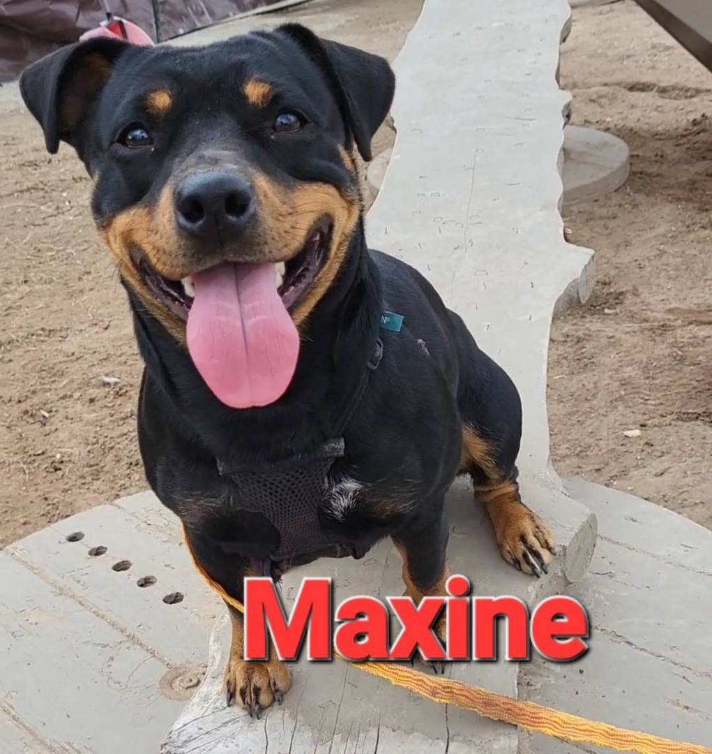 Maxine