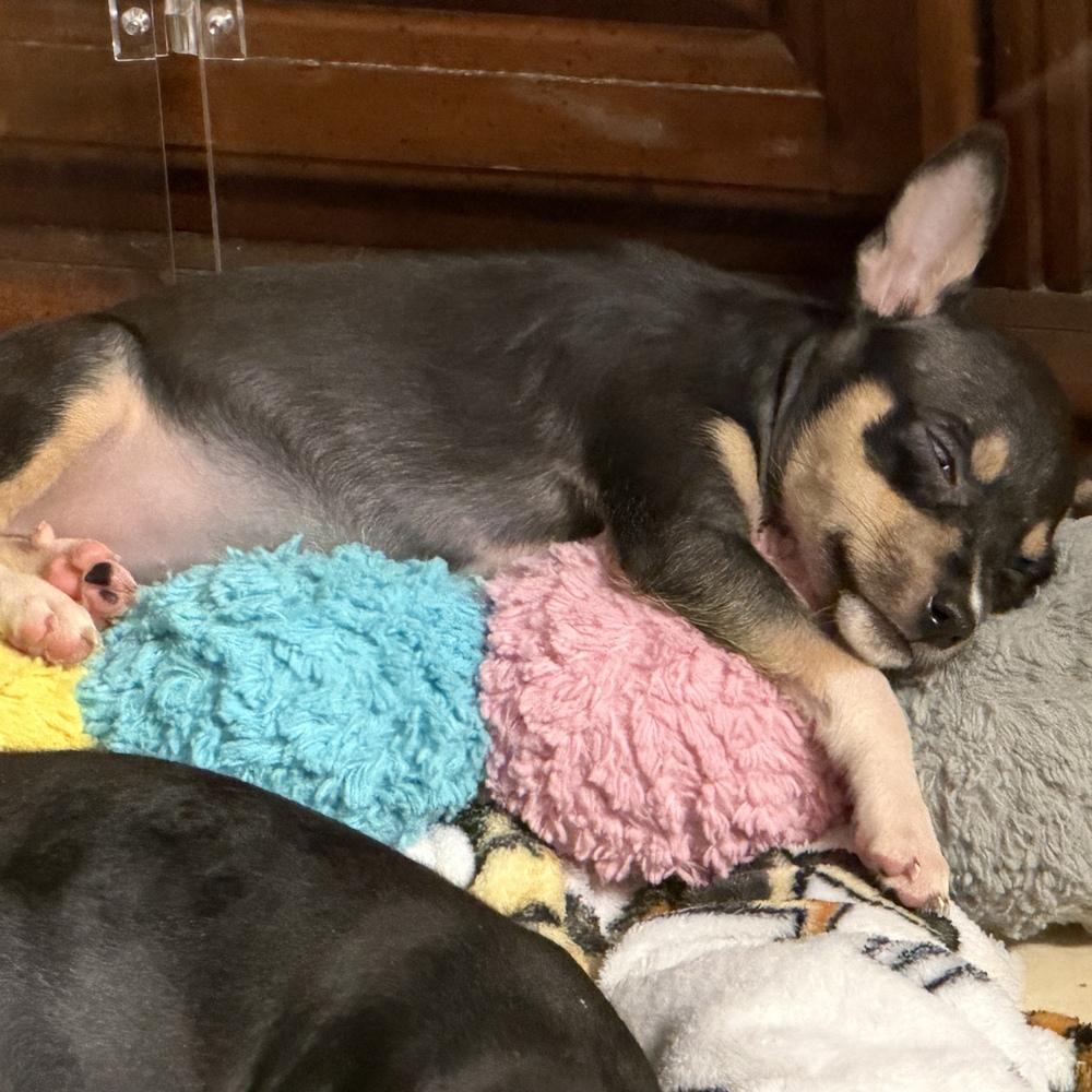 Chevy, Adoptable, Puppy Female Rat Terrier.