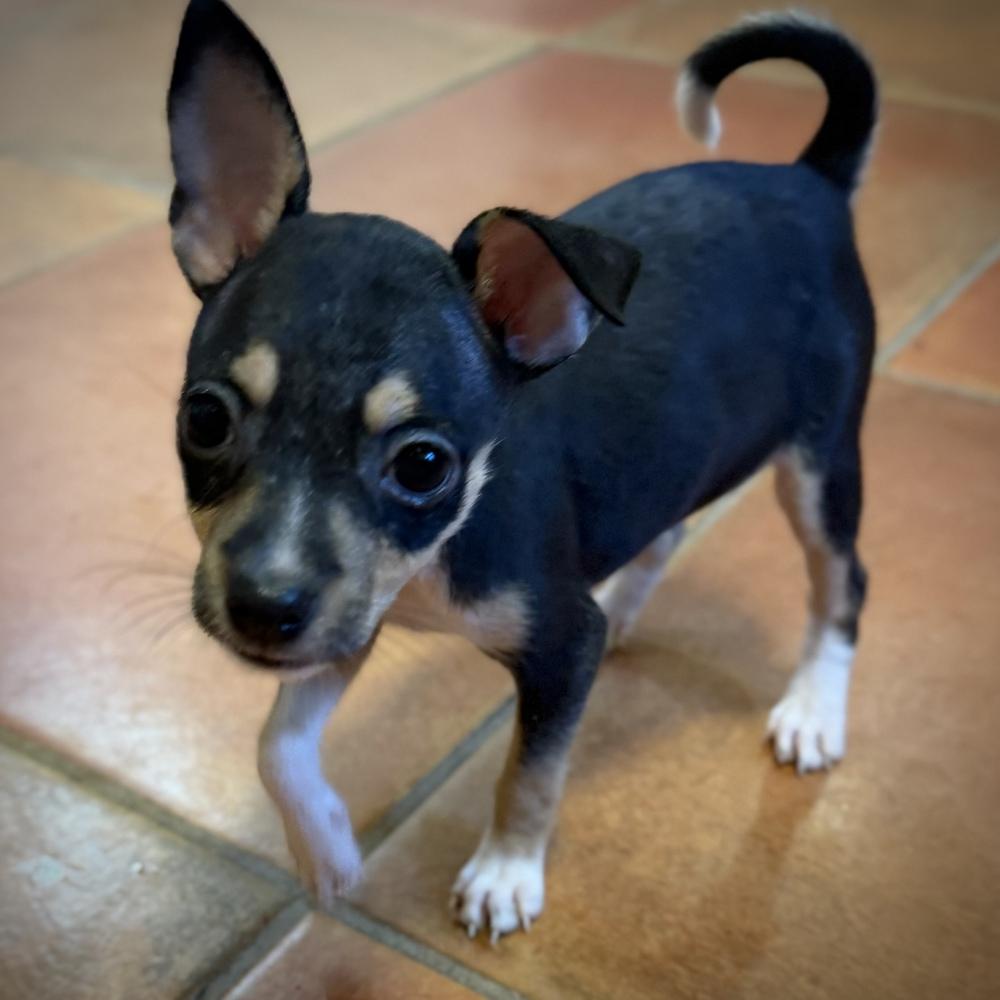 Enlarge Chevy, a Adoptable mixed breed in Orlando, FL image 2/6