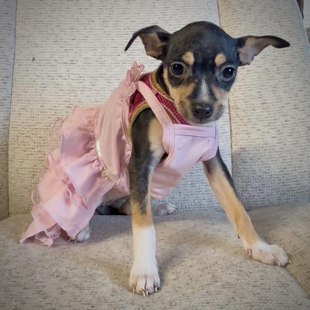 Enlarge Chevy, a Adoptable mixed breed in Orlando, FL image 4/6