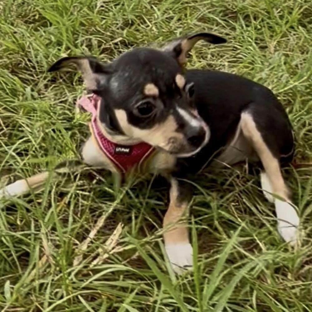 Enlarge Chevy, a Adoptable mixed breed in Orlando, FL image 5/6