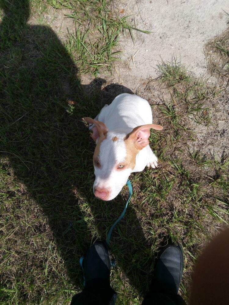 Timmy, Adoptable, Young Male Pit Bull Terrier & Mixed Breed.
