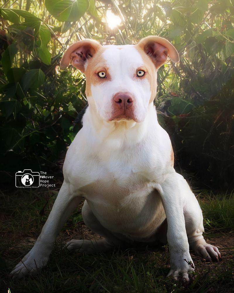 Enlarge Timmy, a Adoptable mixed breed in Crescent City, FL image 2/6