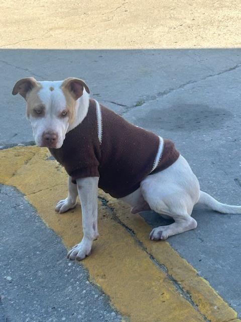 Enlarge Timmy, a Adoptable mixed breed in Crescent City, FL image 3/6