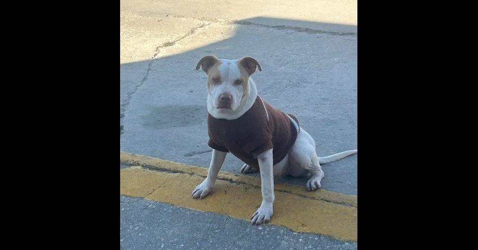 Enlarge Timmy, a Adoptable mixed breed in Crescent City, FL image 4/6