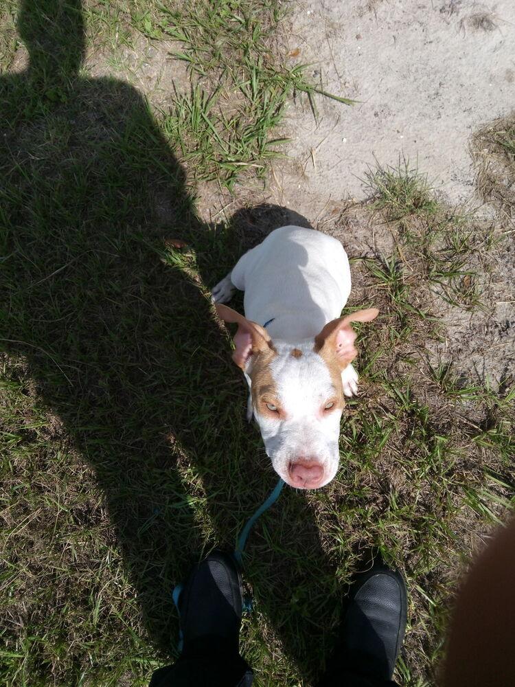 Enlarge Timmy, a Adoptable mixed breed in Crescent City, FL image 5/6