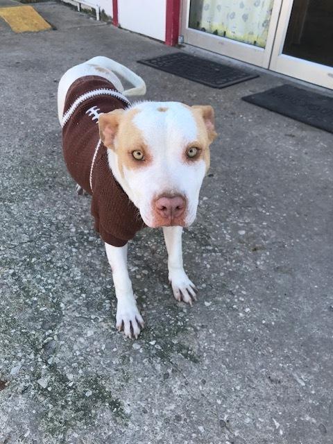Enlarge Timmy, a Adoptable mixed breed in Crescent City, FL image 6/6