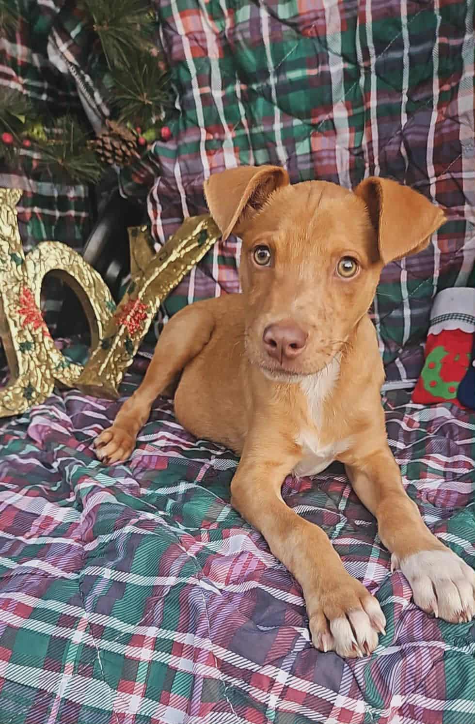 Xander Trixie thumbnail 2