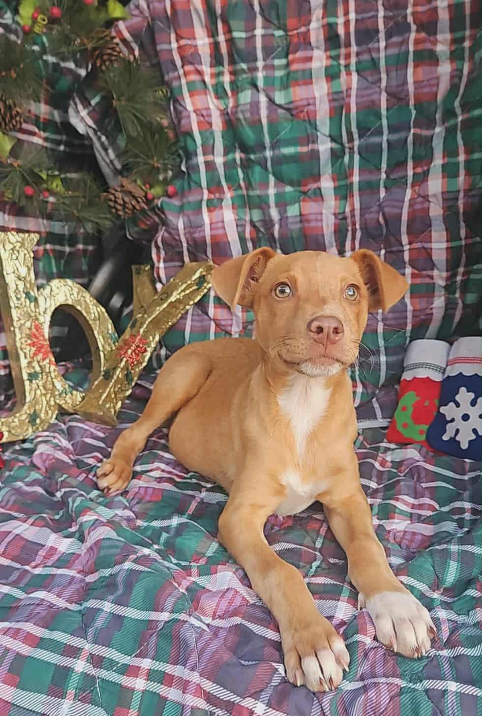 Xander Trixie thumbnail 3