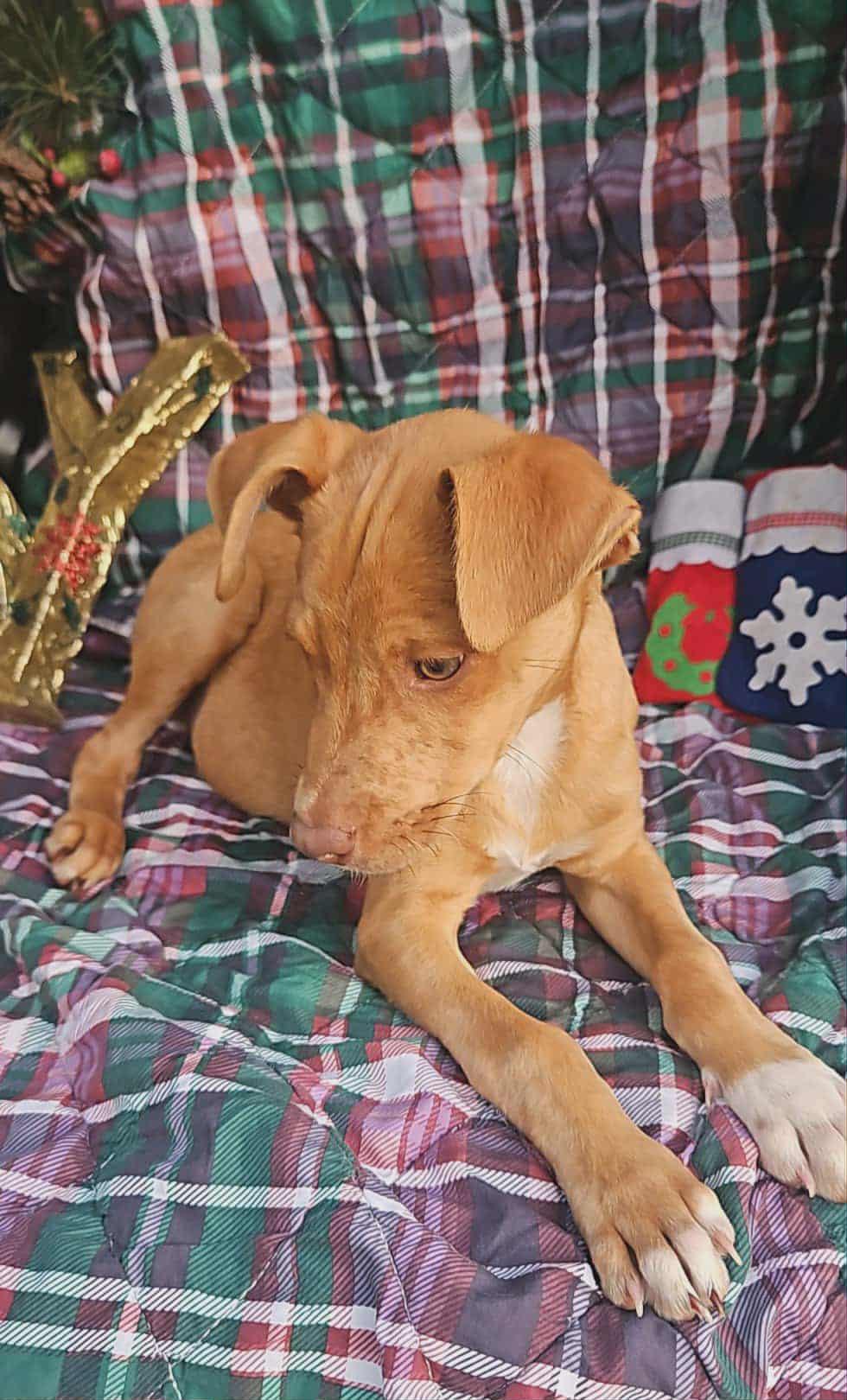 Xander Trixie thumbnail 4