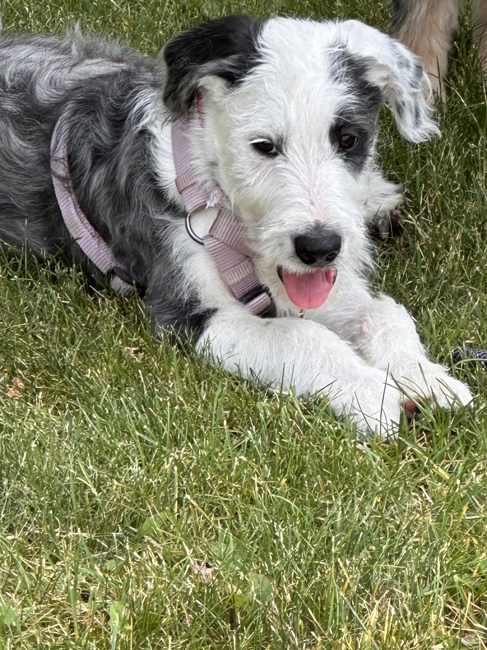 Cowboy, Adoptable, Puppy Male Border Collie & Poodle.