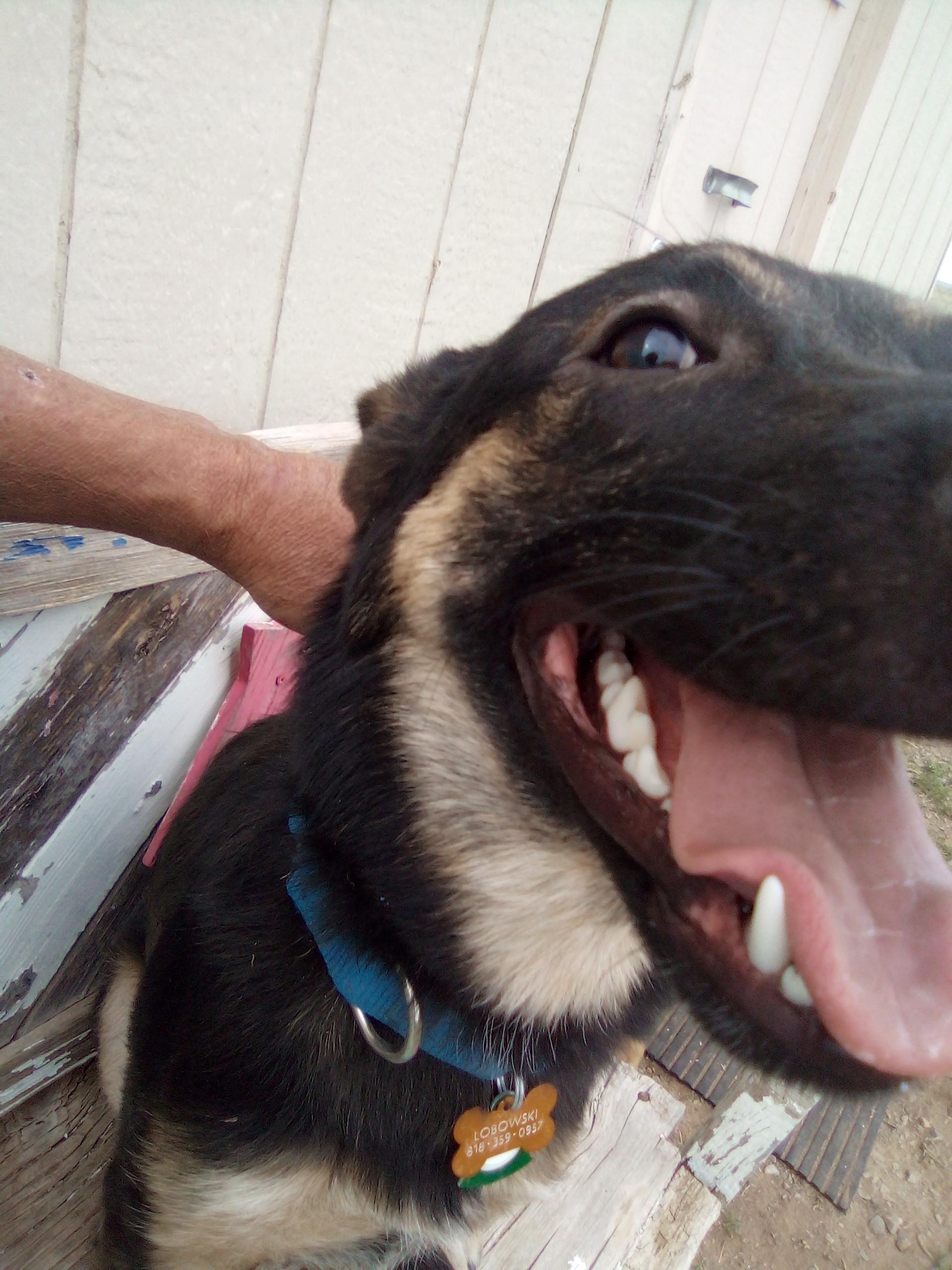Lobo, Adoptable, Young Male German Shepherd Dog.