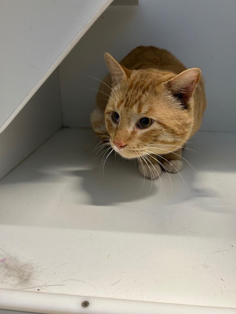 Oliver, Adoptable, Adult Male Domestic Short Hair.