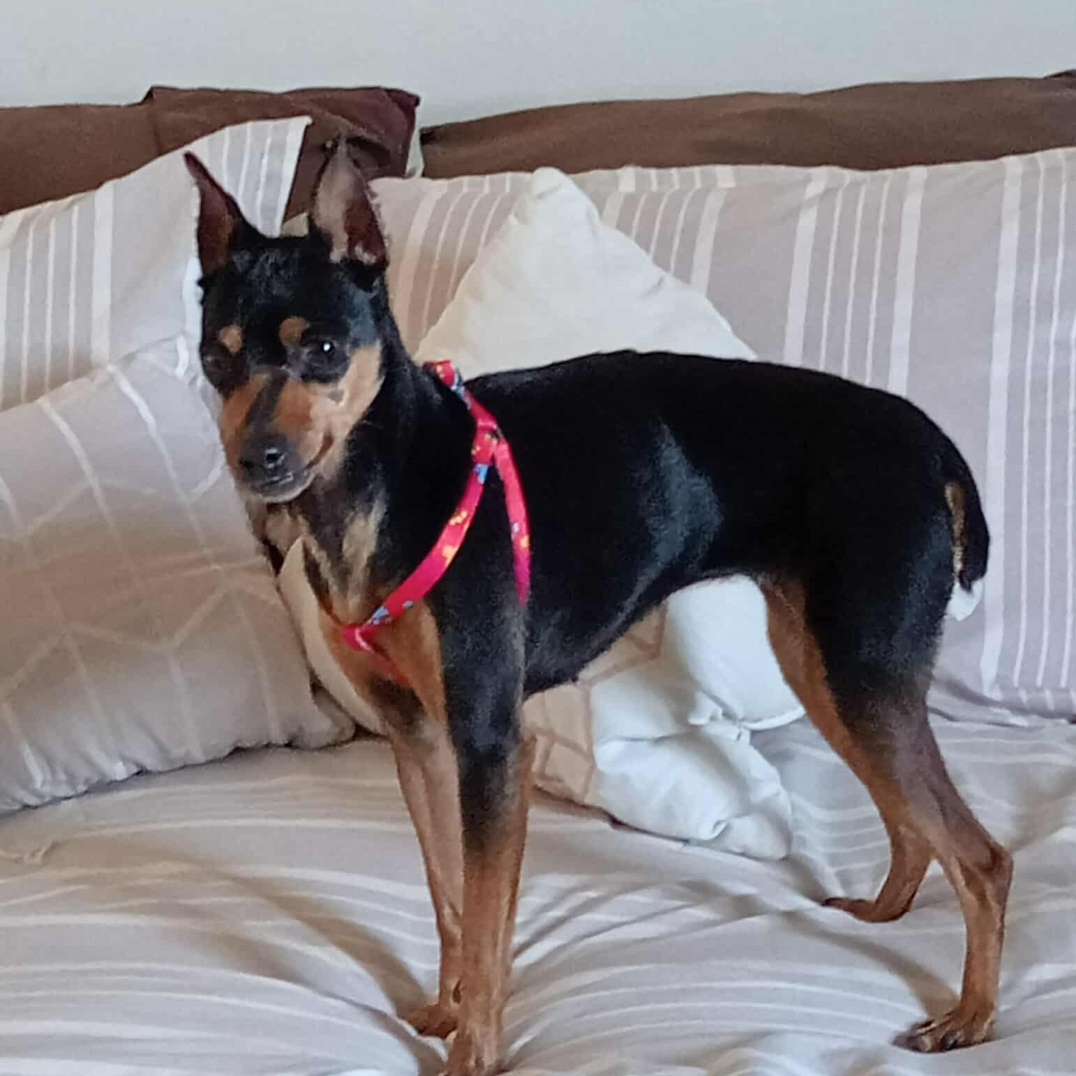 VIVIAN 3 to 4 years 8 pounds, a Adoptable Miniature Pinscher in Aliso Viejo, CA image 4/5