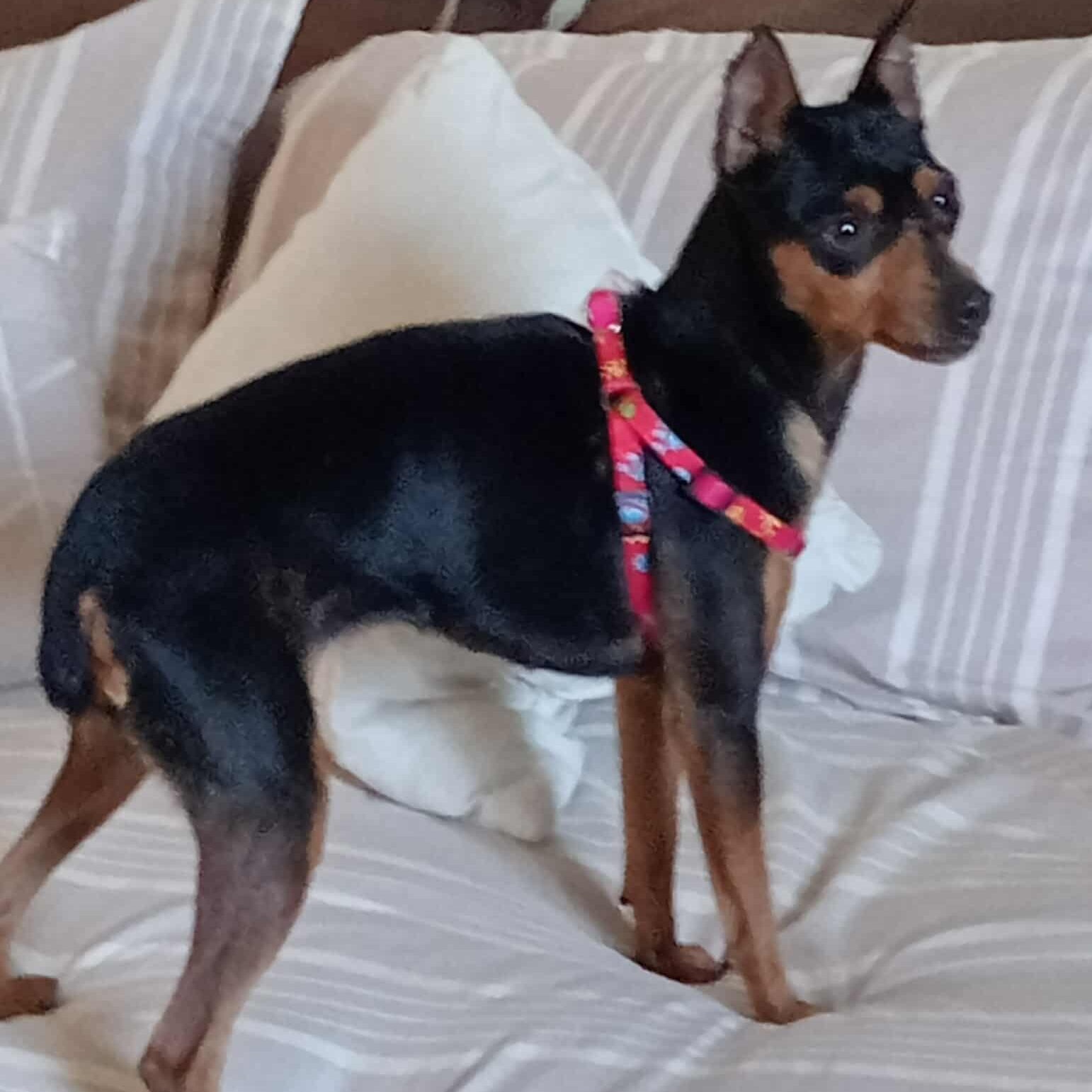 VIVIAN 3 to 4 years 8 pounds, Adoptable, Adult Female Miniature Pinscher.
