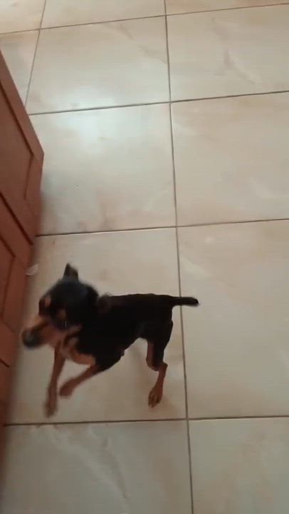 Enlarge VIVIAN 3 to 4 years 8 pounds, a Adoptable Miniature Pinscher in Aliso Viejo, CA video 5/5