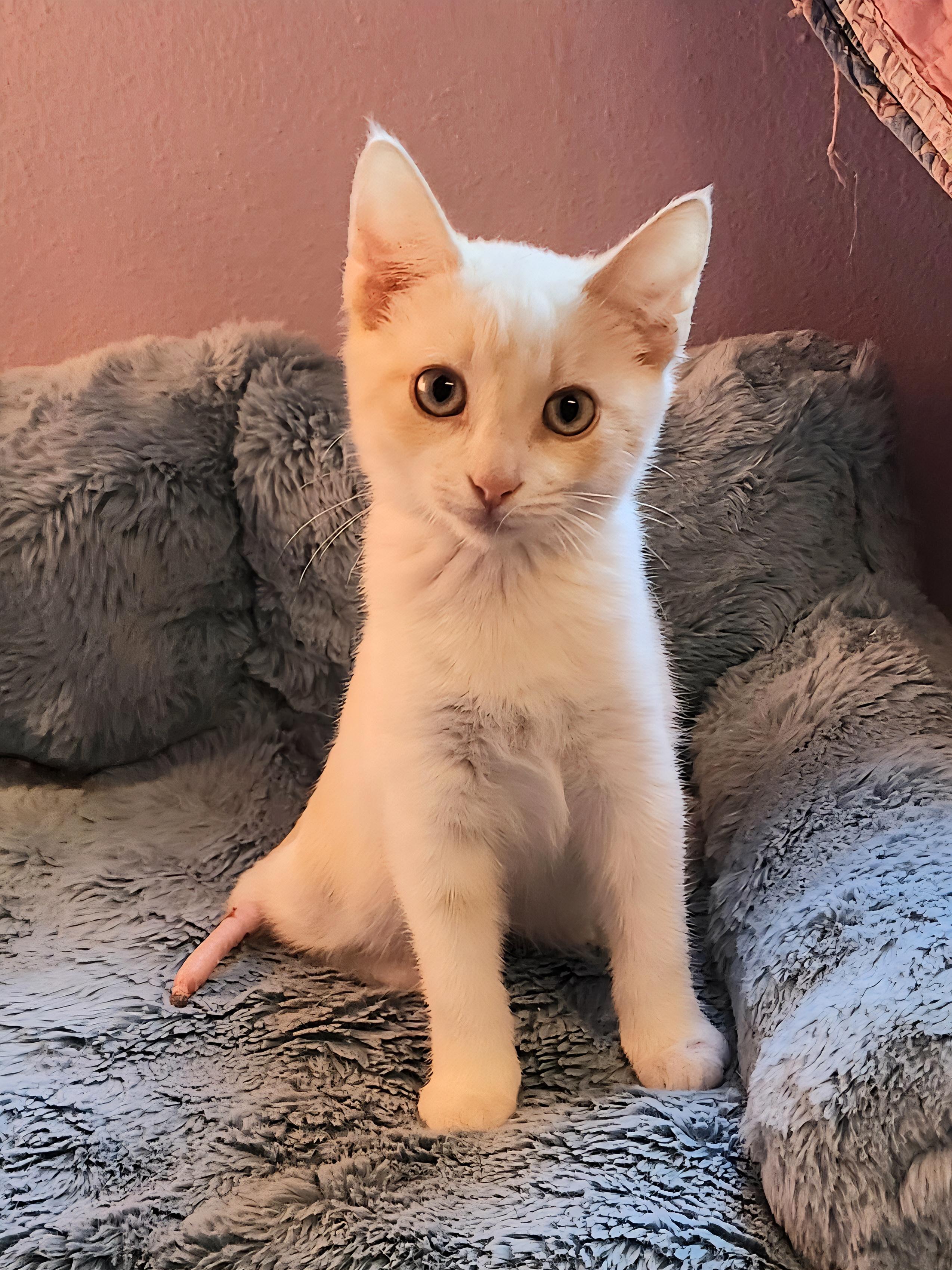 Enlarge Sherman – Flame Point Siamese, an adopted Siamese in Houston, TX image 1/4