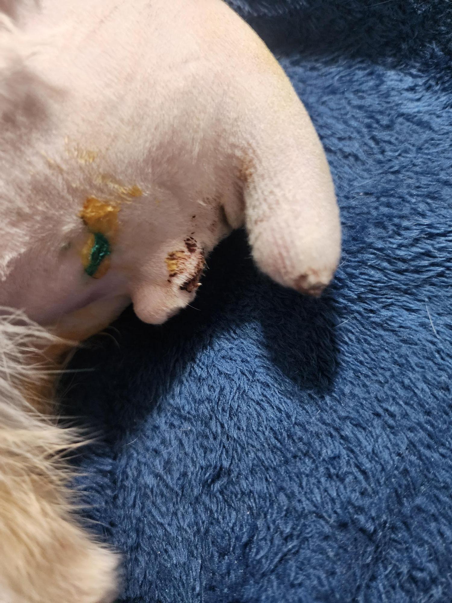 Enlarge Sherman – Flame Point Siamese, an adopted Siamese in Houston, TX image 3/4