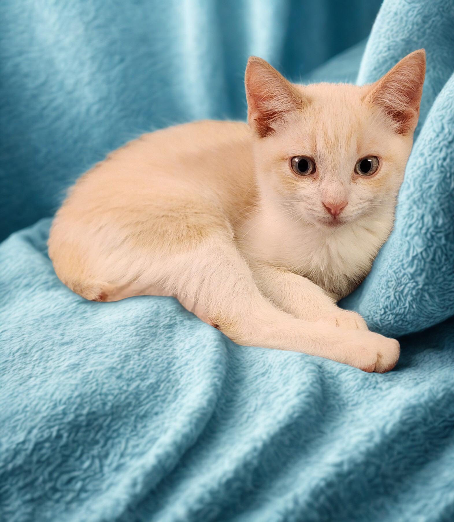 Enlarge Sherman – Flame Point Siamese, an adopted Siamese in Houston, TX image 2/4