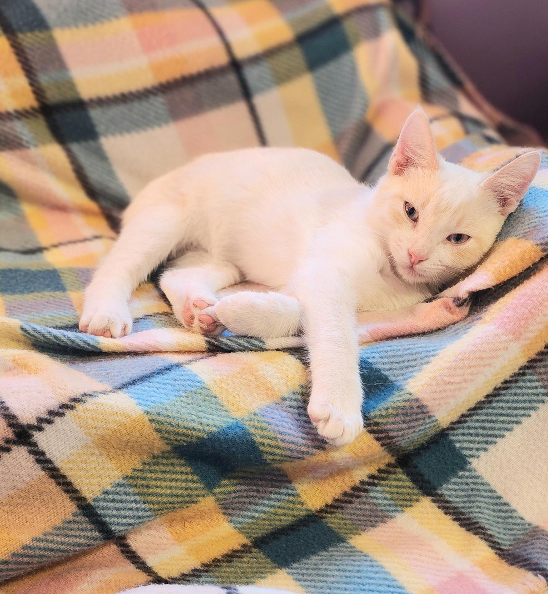 Enlarge Sherman – Flame Point Siamese, an adopted Siamese in Houston, TX image 4/4