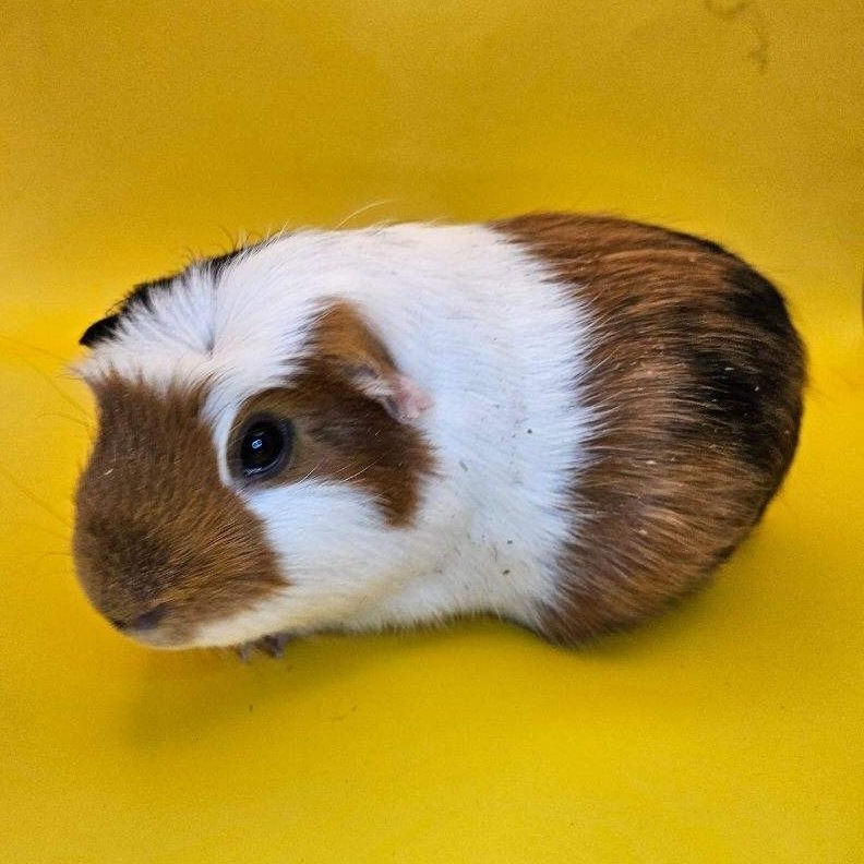 Enlarge Orville, a Adoptable mixed breed in Eagle River, AK image 1/1