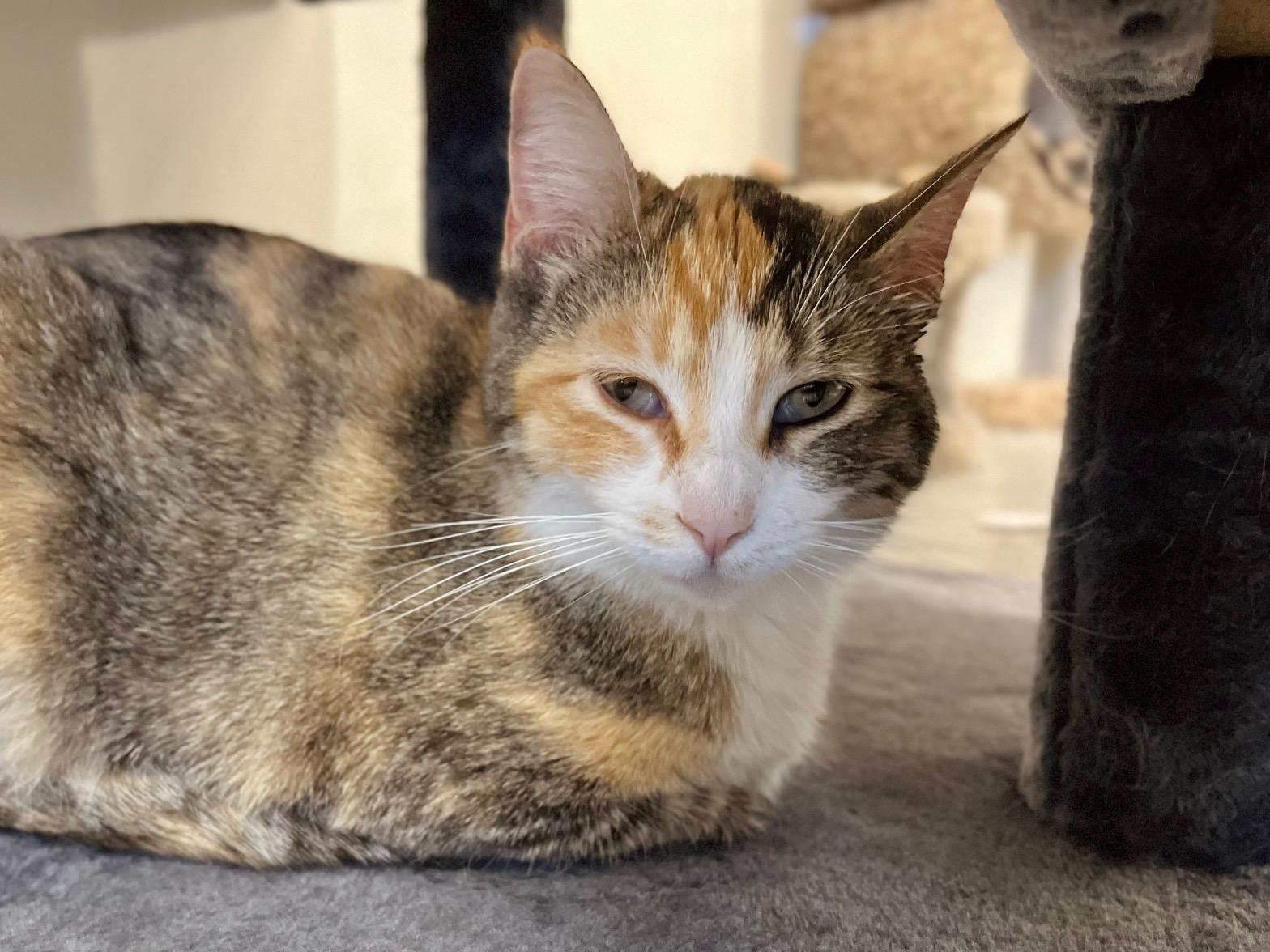 Beth, a ADOPTABLE Domestic Short Hair in Boise, ID image 1/3